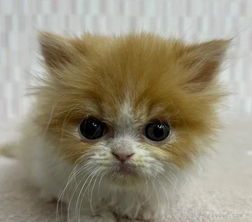 K.N 様のお迎えした子猫