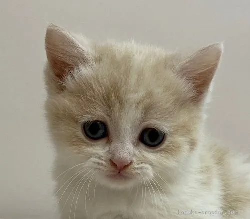 ID：2011-01582の子猫