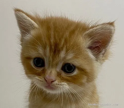 T.S 様のお迎えした子猫