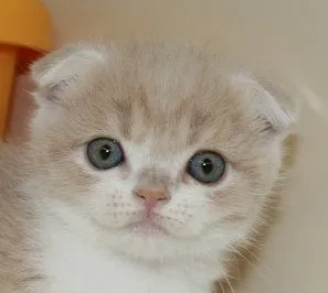 ID：1610-00528の子猫