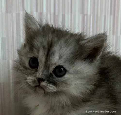 ID:2202-01514の子猫