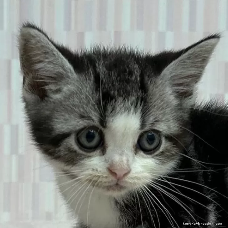 ID：2406-00991の子猫