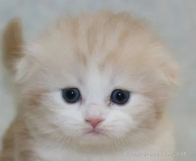 ID:1604-00151の子猫