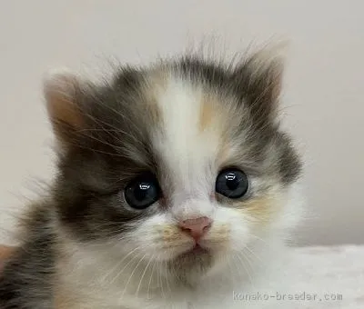 ID:2004-02016の子猫