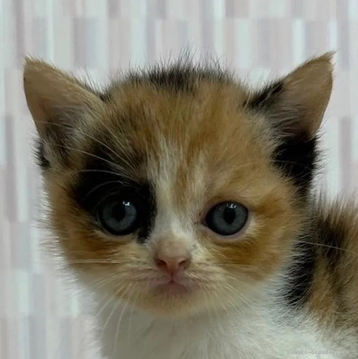 ID:2207-02124の子猫