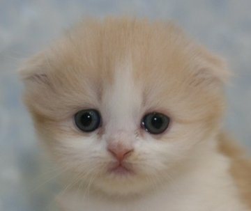 マンチカン【千葉県・女の子・2013年12月21日・クリームタビー&ホワイト（ロングヘア）】の写真「耳折れロングヘアの短足ちゃん！」