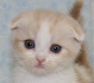 スコティッシュフォールド【千葉県・男の子・2015年5月5日・クリームタビー&ホワイト（ショートヘア）】の写真「こどもの日生まれの男の子！」