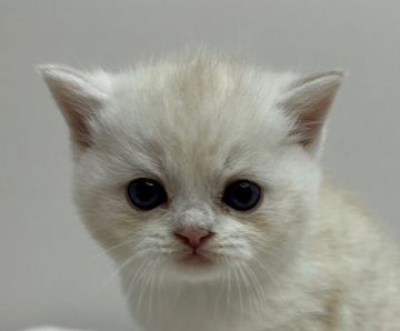 スコティッシュフォールド【千葉県・男の子・2021年9月1日・カメオマッカレルタビー(ショートヘア)】の写真「ハイブリッド交配のスコちゃんです!」