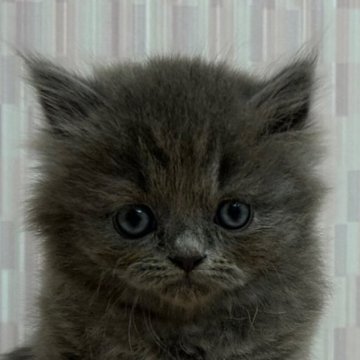 ミヌエット【千葉県・女の子・2023年10月14日・ブルータビー（ロングヘア）】の写真「足長の美人さん‼︎」