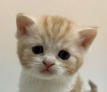 スコティッシュフォールド【千葉県・男の子・2021年9月1日・レッド タビー&ホワイト(ショートヘア)】の写真「ハイブリッド交配のスコちゃんです!」