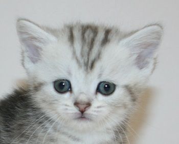 ミヌエット【千葉県・男の子・2018年3月31日・シェーデッドシルバー】の写真「超・短足ちゃん!!」