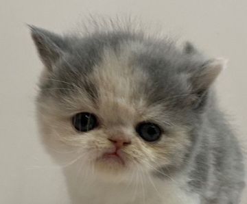 エキゾチックショートヘア【千葉県・女の子・2020年12月6日・ダイリュートキャリコ】の写真「人気のカラーの美人さん！」