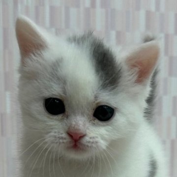 スコティッシュフォールド【千葉県・男の子・2024年2月21日・ブルー&ホワイト バン（ショートヘア）】の写真「ハイブリッド交配のスコちゃんです。」
