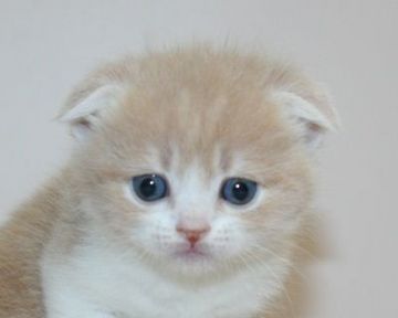 スコティッシュフォールド【千葉県・女の子・2020年2月27日・クリームタビー&ホワイト（ショートヘア）】の写真「ハイブリッド交配のスコちゃんです‼︎」