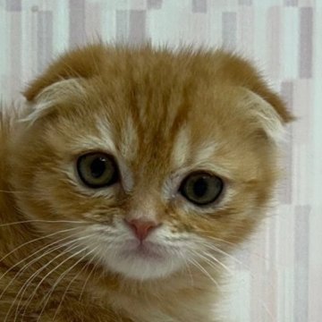 スコティッシュフォールド【千葉県・男の子・2023年11月19日・レッドマッカレルタビー（ショートヘア）】の写真「チャトラ柄ファンの方にオススメの猫ちゃん！」