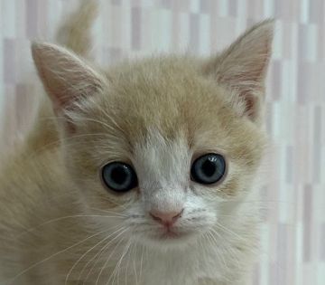 スコティッシュフォールド【千葉県・女の子・2022年3月9日・クリームタビー&ホワイト（ショートへア）】の写真「ハイブリッド交配のスコちゃんです‼︎」