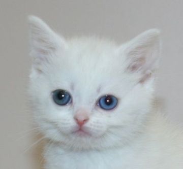 スコティッシュフォールド【千葉県・女の子・2020年2月27日・ホワイト（ショートヘア）】の写真「オッドアイの女の子！」