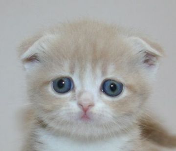 スコティッシュフォールド【千葉県・女の子・2020年2月27日・クリームタビー&ホワイト（ショートヘア）】の写真「ハイブリッド交配の垂れ目ちゃん！」