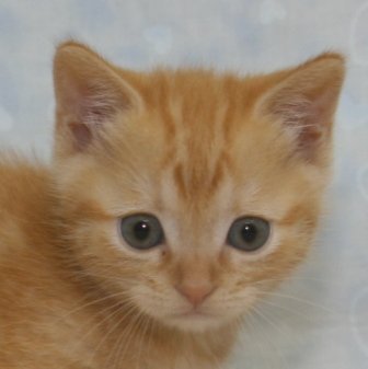 マンチカン【千葉県・女の子・2014年9月25日・レッドタビー（ショートヘア）】の写真「足長タイプの女の子！」