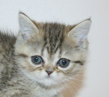 ミヌエット【千葉県・女の子・2018年11月23日・ブラウンパッチドマッカレルタビー（ショートヘア）】の写真「美人３姉妹です！」