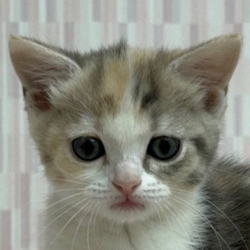 スコティッシュフォールド【千葉県・女の子・2023年10月11日・ダイリュートキャリコ（ショートへア）】の写真「人気のカラーの女の子！」