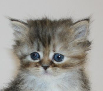 ミヌエット【千葉県・女の子・2018年11月23日・ブラウンパッチドマッカレルタビー（ロングヘア）】の写真「12/29〜31当日見学可能です！」