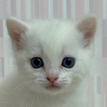 スコティッシュフォールド【千葉県・男の子・2023年3月29日・ホワイト（ショートへア）】の写真「純白のイケニャン君‼」