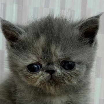 エキゾチックショートヘア【千葉県・女の子・2024年3月7日・ブルークリーム（ショートヘア）】の写真「癒し系乙女です！」