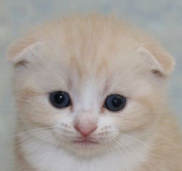 スコティッシュフォールド【千葉県・男の子・2015年5月7日・クリームタビー&ホワイト（ショートヘア）】の写真「ハイブリッド交配のスコちゃんです！」