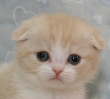 スコティッシュフォールド【千葉県・女の子・2013年3月11日・クリームタビー&ホワイト（ショートヘア）】の写真「」