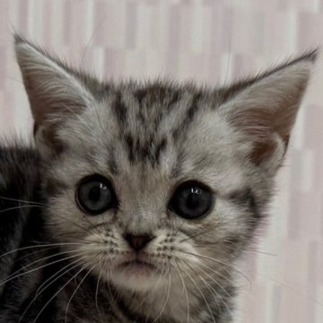 アメリカンショートヘア【千葉県・女の子・2024年9月19日・シルバータビー】の写真「優秀血統の 美人さん！」