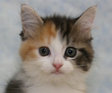 マンチカン【千葉県・女の子・2014年8月8日・キャリコ（ロングヘア）】の写真「短足・ロングヘアの美人さん！」