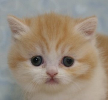 マンチカン【千葉県・女の子・2013年12月21日・レッドタビー&ホワイト】の写真「とってもきれいな毛色です！」