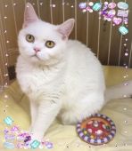 アメリカンショートヘア【・女の子・2015年2月23日・ホワイト】