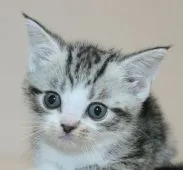 アメリカンショートヘア【千葉県・女の子・2020年2月16日・シルバータビー&ホワイト】の写真1