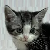 アメリカンショートヘア【千葉県・男の子・2024年5月3日・シルバータビー&ホワイト】の写真1