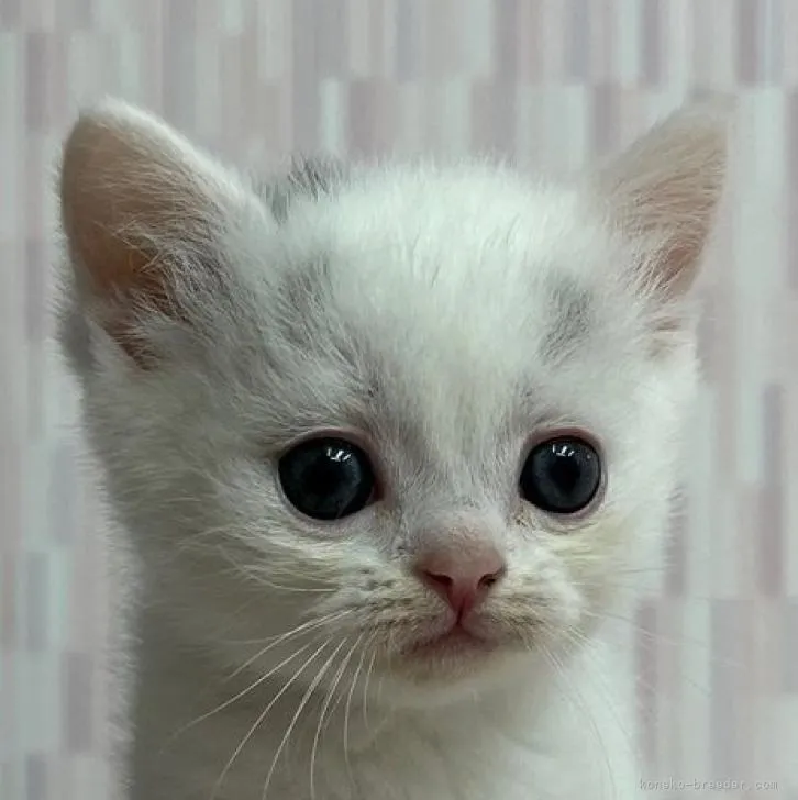 ID：2212-01003の子猫