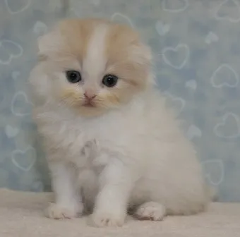 スコティッシュフォールド【千葉県・女の子・2013年8月7日・クリーム&ホワイト】の写真2