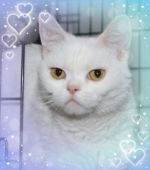 アメリカンショートヘア【・女の子・2015年2月23日・ホワイト】