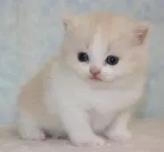 マンチカン【千葉県・女の子・2015年1月11日・クリームタビー&ホワイト】の写真2