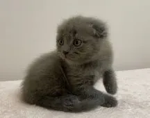 スコティッシュフォールド(折れ耳)【千葉県・男の子・2020年5月29日・ブルー】の写真2