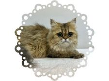 ペルシャ(チンチラ)【・女の子・2019年7月12日・チンチラゴールデン】