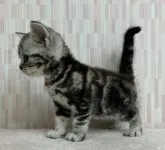 アメリカンショートヘア【千葉県・女の子・2023年9月9日・シルバータビー】の写真2