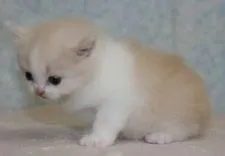 マンチカン【千葉県・女の子・2015年1月11日・クリームタビー&ホワイト】の写真3