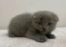 スコティッシュフォールド(折れ耳)【千葉県・男の子・2020年5月29日・ブルー】の写真3