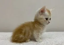 マンチカン(短足)【千葉県・女の子・2021年7月7日・レッドタビー】の写真3