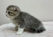 スコティッシュフォールド(折れ耳)【千葉県・男の子・2021年9月23日・ブルーマッカレルタビー&ホワイト】の写真3