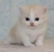 マンチカン【千葉県・女の子・2015年1月11日・クリームタビー&ホワイト】の写真4