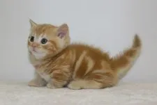 マンチカン【千葉県・男の子・2015年8月9日・レッドタビー】の写真4