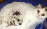 スコティッシュフォールド【千葉県・女の子・2013年8月7日・クリーム&ホワイト】の写真4「優しいケイトママ！」